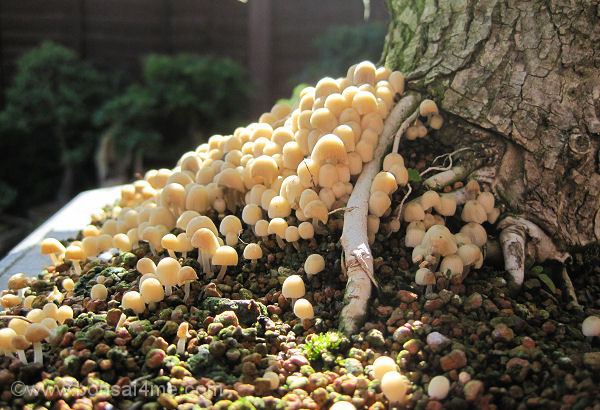 elm mushroom bonsai